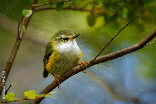 Acanthisitta chloris - Rifleman - titipounamu - endemic bird from New Zealand, small insectivorous passerine bird that is endemic to New Zealand, belongs to the family Acanthisittidae