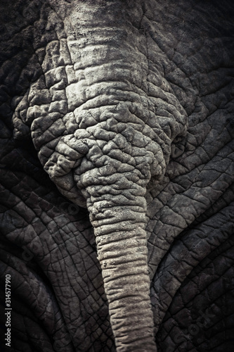 elephant skin texture