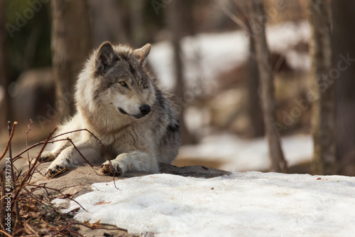 A lone gray wolf