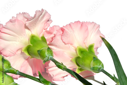 Floral background 