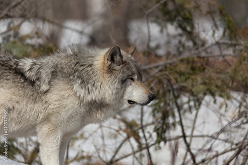 A lone gray wolf © Joe