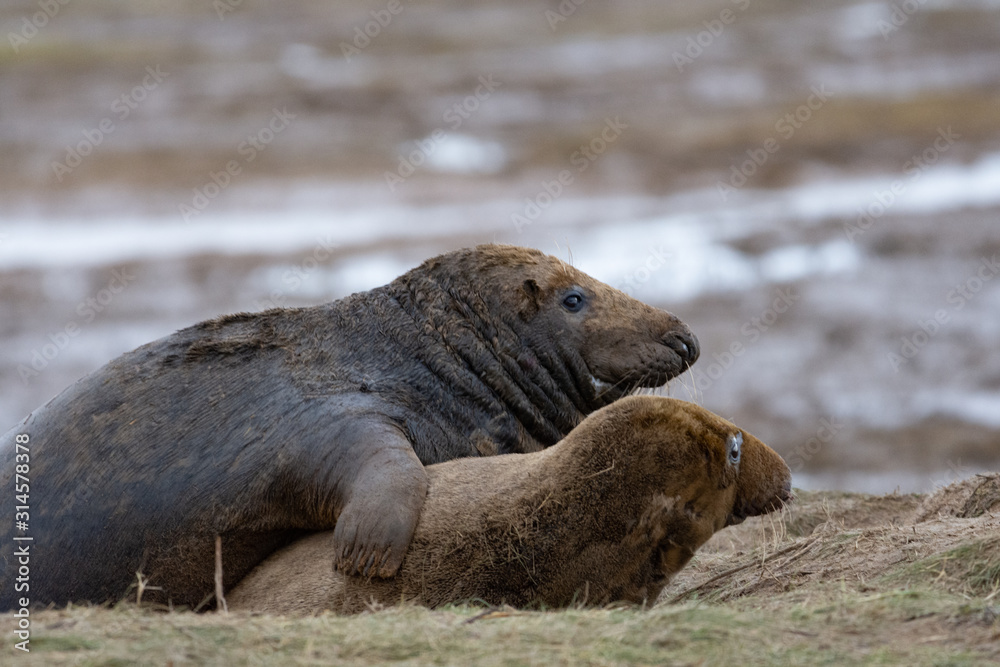 Fototapeta premium seal on the beach