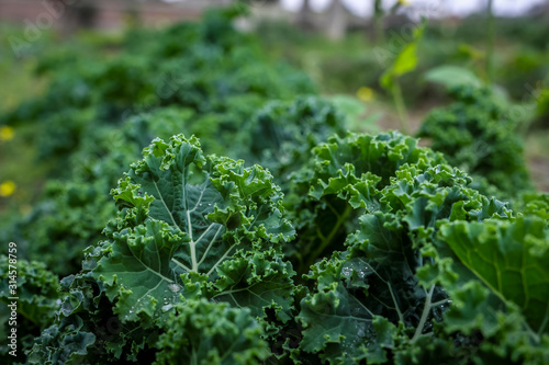 Tableau sur toile Green Vegetables