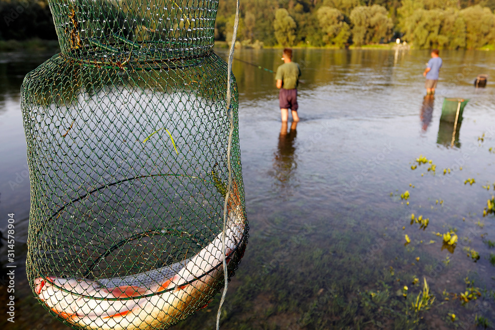Obraz premium Fishing on the Drava River