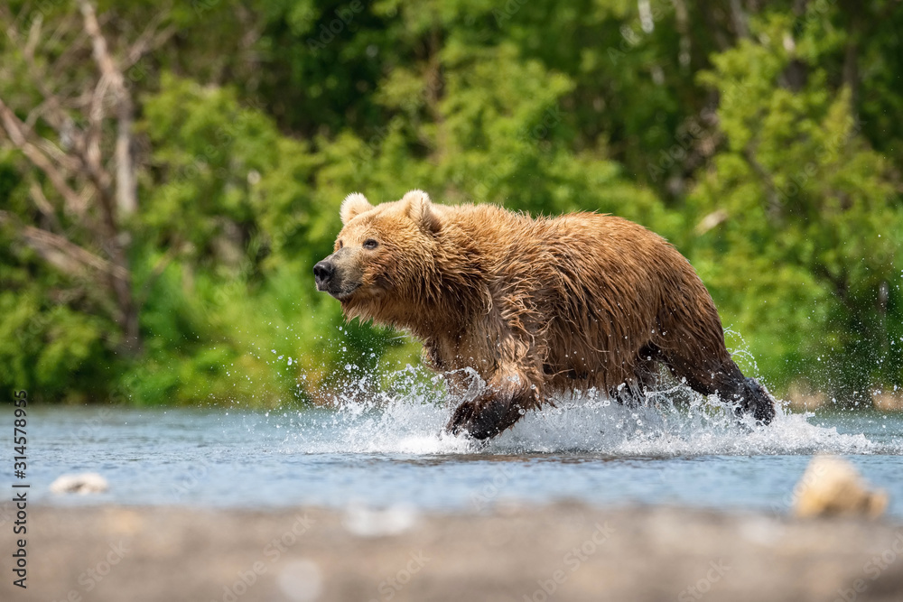 The Kamchatka brown bear, Ursus arctos beringianus catches salmons at Kuril Lake in Kamchatka, running in the water, action picture The Kamchatka brown bear, Ursus arctos beringianus catches salmons at Kuril Lake in Kamchatka, running in the water, action picture