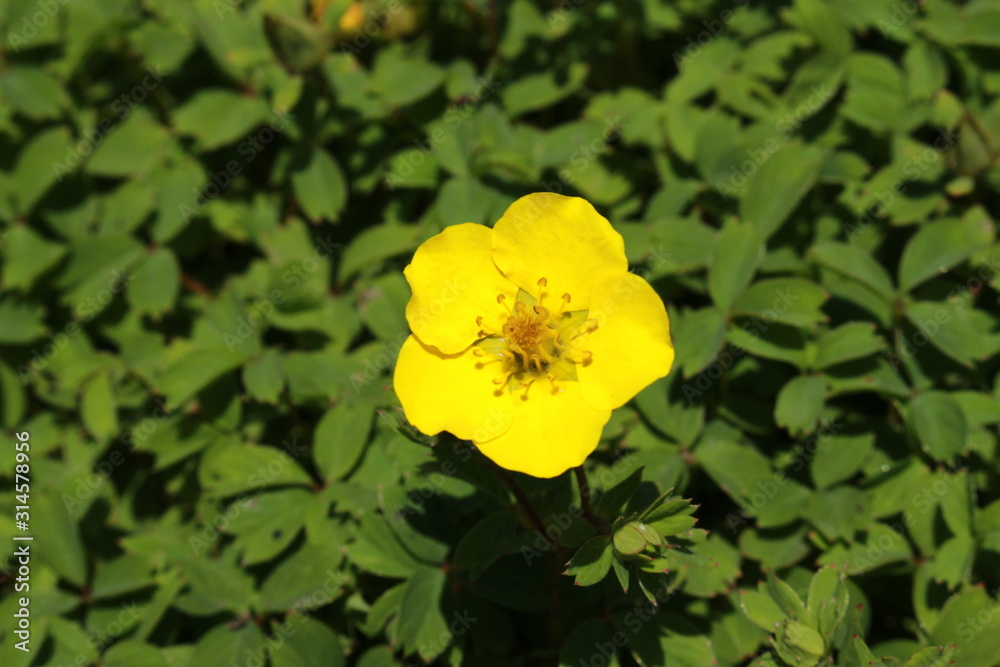 Yellow Yellow