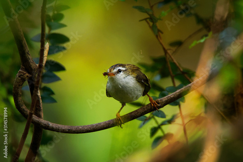 Фотография Acanthisitta chloris - Rifleman - titipounamu - endemic bird from New Zealand, s