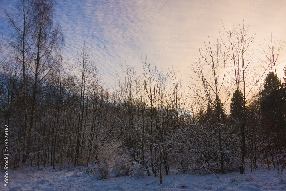 Winter landscape snow covers a meadow in the forest nature cold fluff Winter landscape snow covers a meadow in the forest nature cold fluff
