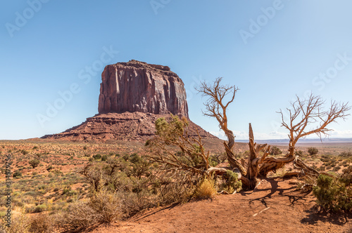 Dead tree and monuments in the Monument Valley