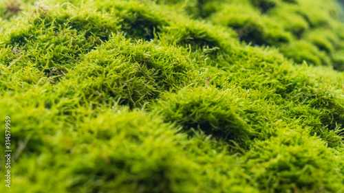 Moss cover on tree bark background. Close-up moss texture on tree surface