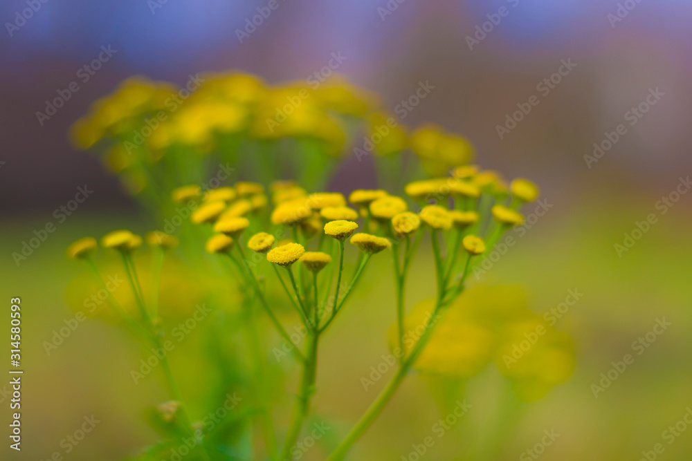 Fototapeta premium Yellow flowers plant macro closeup bokeh low depth of field