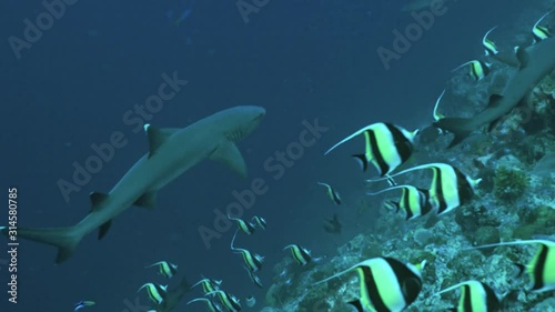 Whitetip reefshark meet schooling tropical fishes, Palau photo