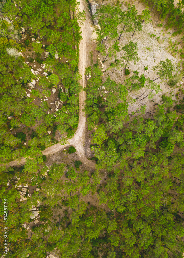 A dirt path paves its way through green treas A dirt path paves its way through green treas