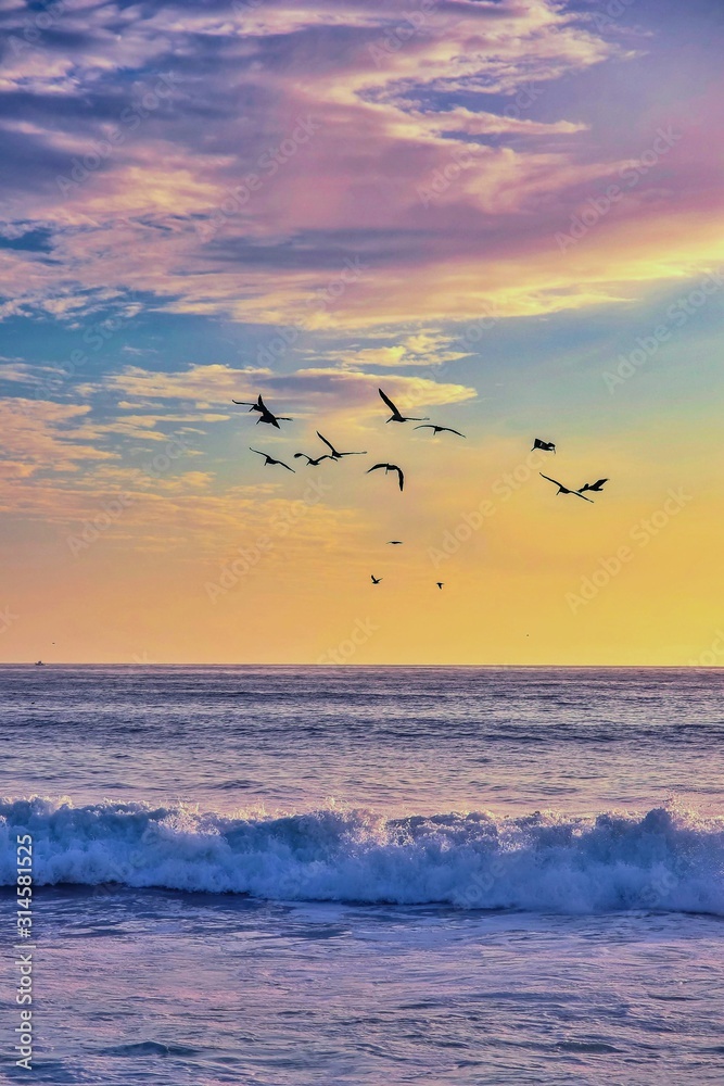 Fototapeta premium birds flying in the sky