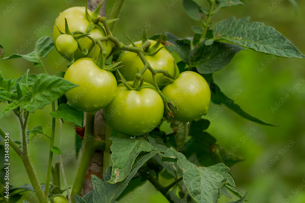 Plantio de tomate em pequena propriedade rural de Guarani, Minas Gerais Plantio de tomate em pequena propriedade rural de Guarani, Minas Gerais
