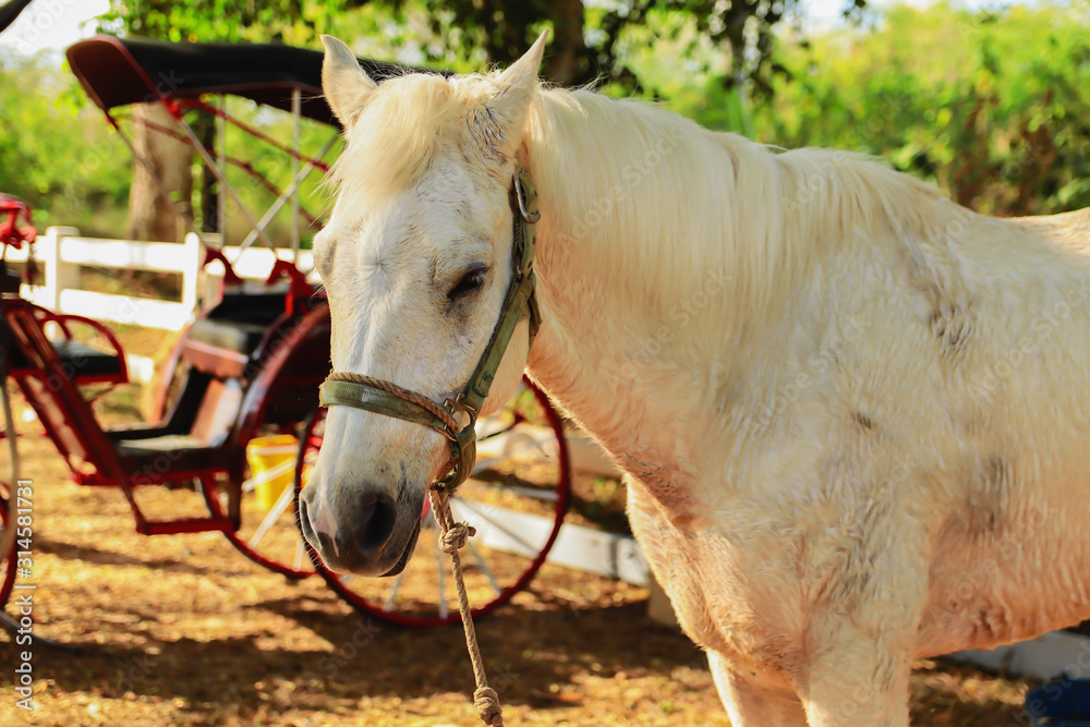 White horses and old carriages in stables White horses and old carriages in stables