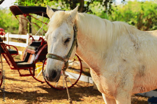 White horses and old carriages in stables © Pattana