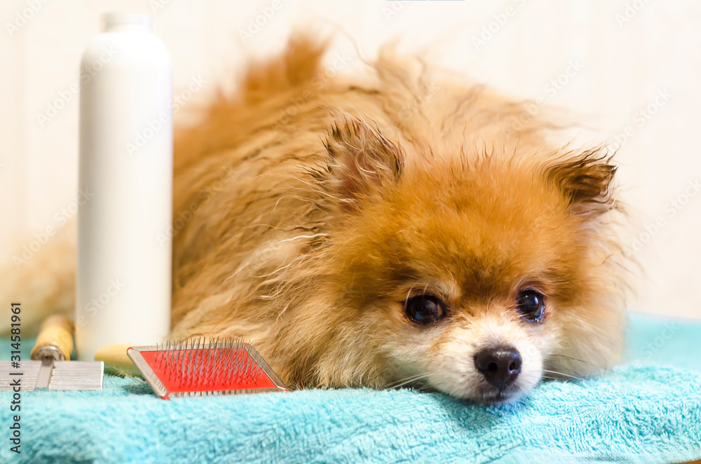 Will Shaving A Dog Get Rid Of Fleas