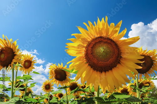 Sunflowers are blooming in the garden