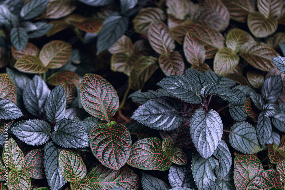 Fototapeta premium Leaves of a tropical plant