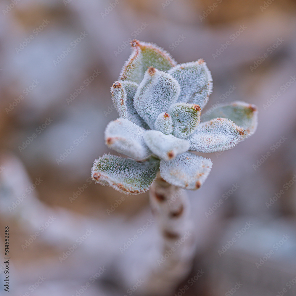 Closeup of a hairy, small plant