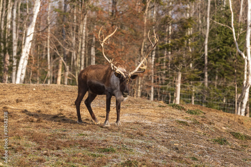 A lone reindeer in the woods