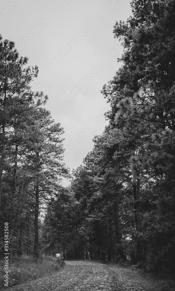 Obraz premium pinos negros 