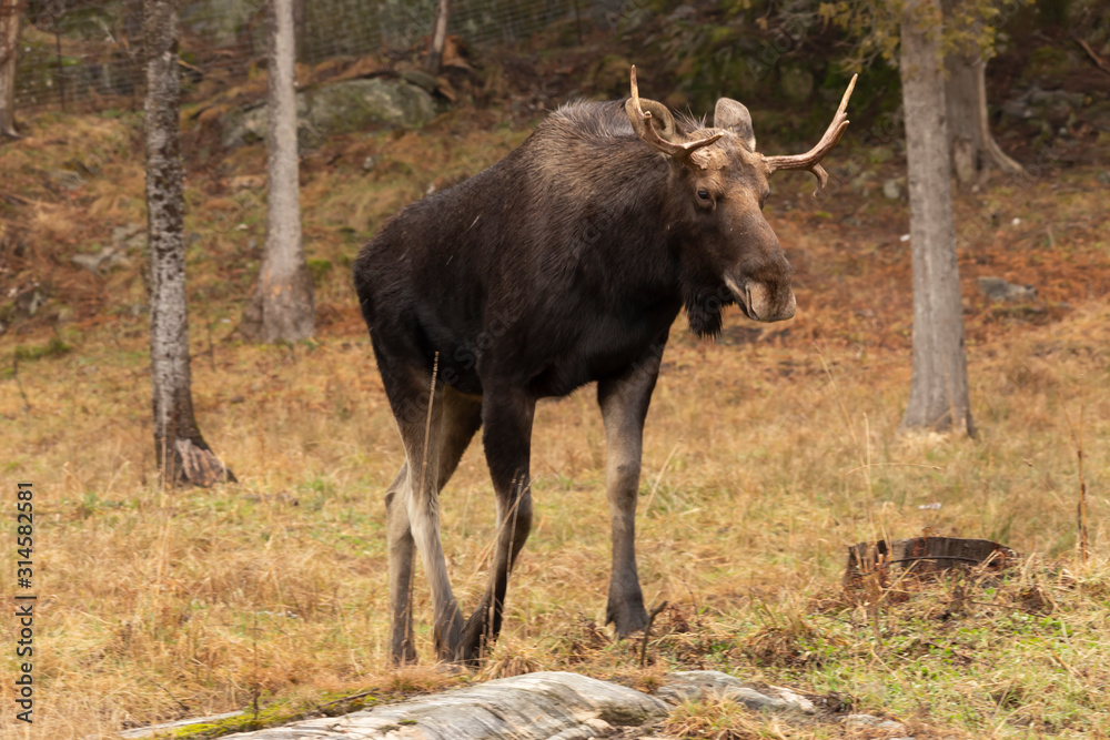 A lone moose in the woods A lone moose in the woods