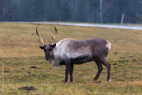 A lone reindeer in the woods