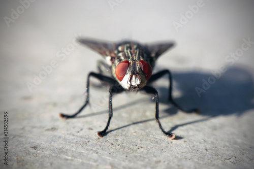 Macro Photography of Housefly is sitting on the floor © Pattana