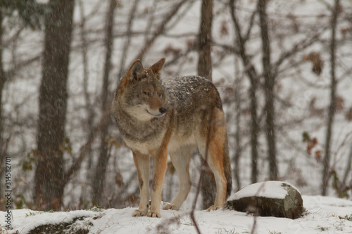 A lone coyote