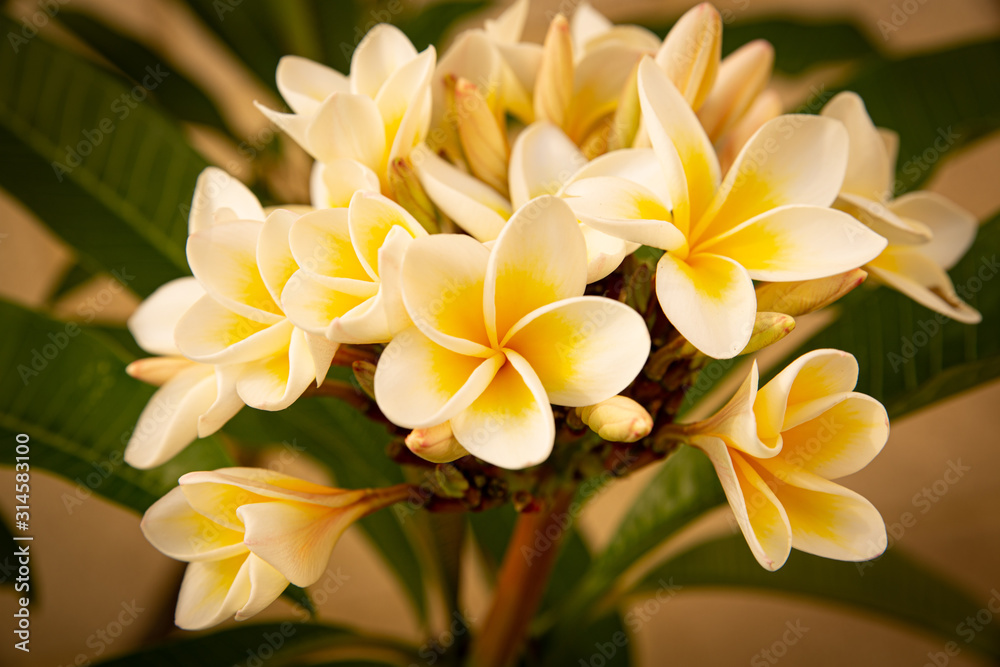 Fototapeta premium Yellow and white frangipani tree 2