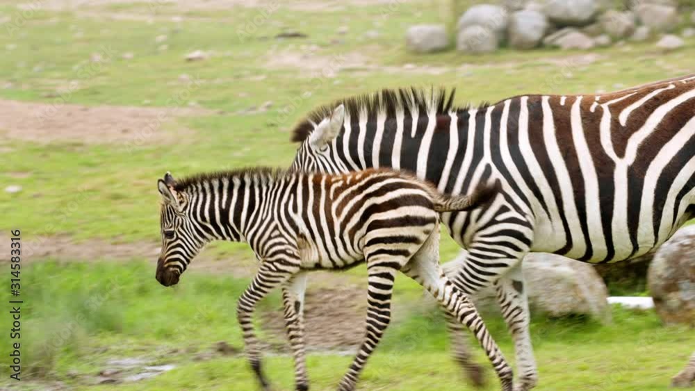 A young happy baby Zebra walks gracefully with her mother on the grass to have a drink by the water on a hot summers day in slowmotion. A young happy baby Zebra walks gracefully with her mother on the grass to have a drink by the water on a hot summers day in slowmotion.