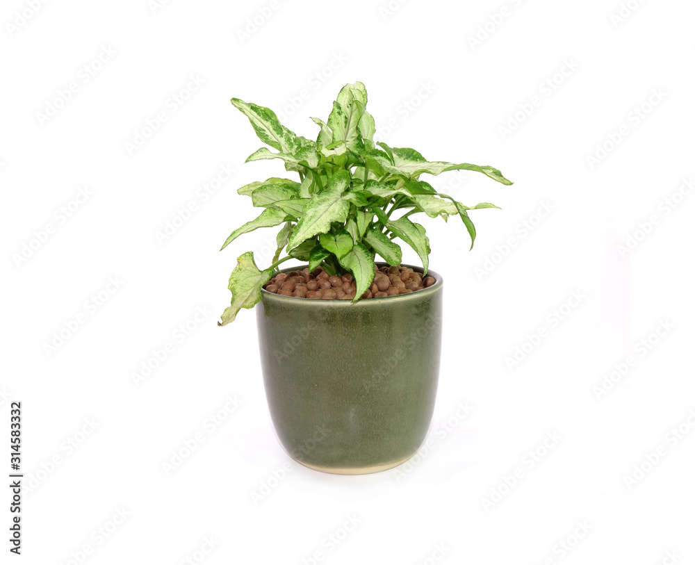Arrowhead plant in green ceramic pot Isolated on white background. Commonly cultivated as a houseplant. Common names include: arrowhead vine, arrowhead philodendron, goosefoot, African evergreen. Arrowhead plant in green ceramic pot Isolated on white background. Commonly cultivated as a houseplant. Common names include: arrowhead vine, arrowhead philodendron, goosefoot, African evergreen.
