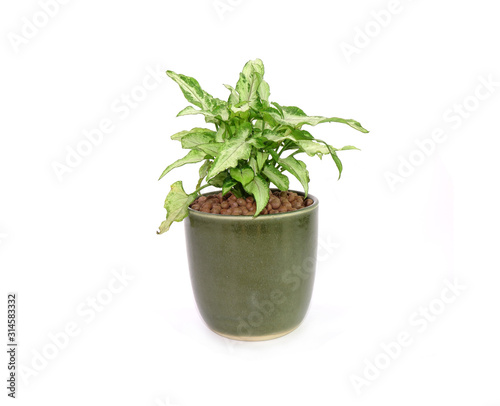 Arrowhead plant in green ceramic pot Isolated on white background. Commonly cultivated as a houseplant. Common names include: arrowhead vine, arrowhead philodendron, goosefoot, African evergreen. © Cheattha