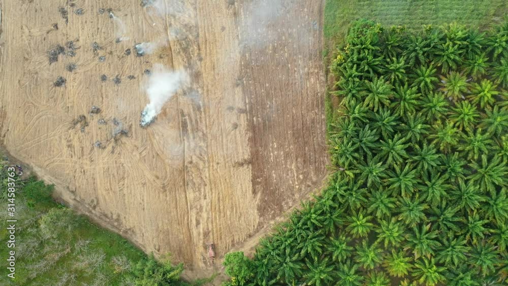 Deforestation. Land cleared and burned to make way for palm oil plantation