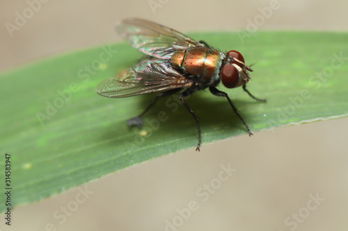 Housefly is sitting on flower