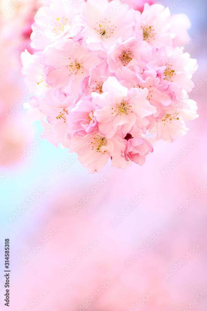 ベニシダレザクラの花 ベニシダレザクラの花