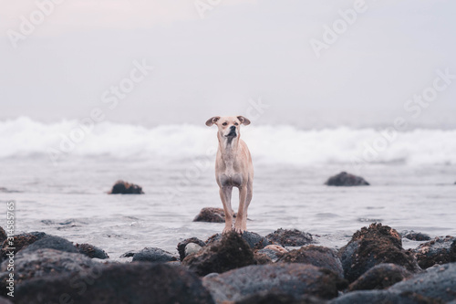 Sad dog on the beach. Homeless dog on the stones. Tres Emes beach. Baja California. Mexico.