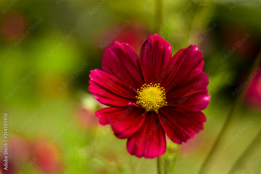 Fototapeta premium Flower with bokeh
