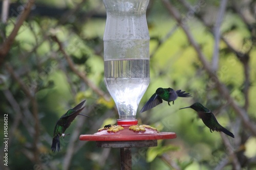 bird on feeder © Lucia