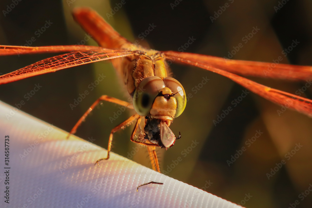 Naklejka premium Yellow dragonfly is eating fly