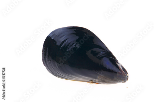 Mussels on a white background