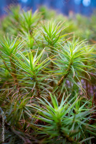 extgreme close up of juniper hair-cap moss (Polytrichum juniperinum) on the forest floor. one of the few green plants in january here in the north carolina piedmont photo