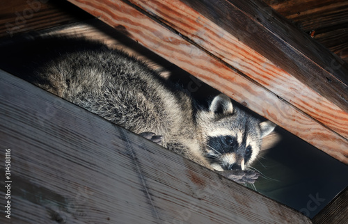 American raccoon climbed into the attic of a house photo