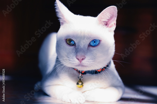 Khao Manee Siamese Cats is looking camera