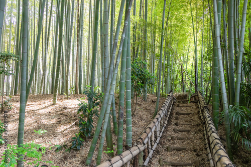 こもれびが降り注ぐ竹林の散歩道