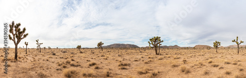 Joshua Tree Landscape in California