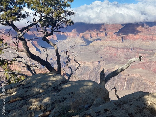 Trees on the Rim