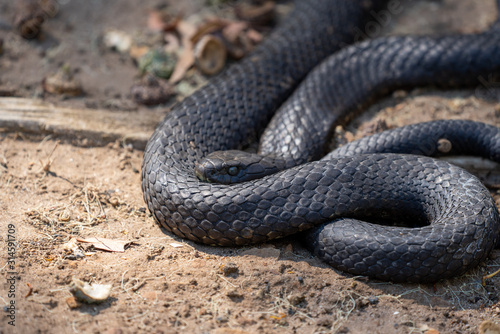 タスマニアの蛇